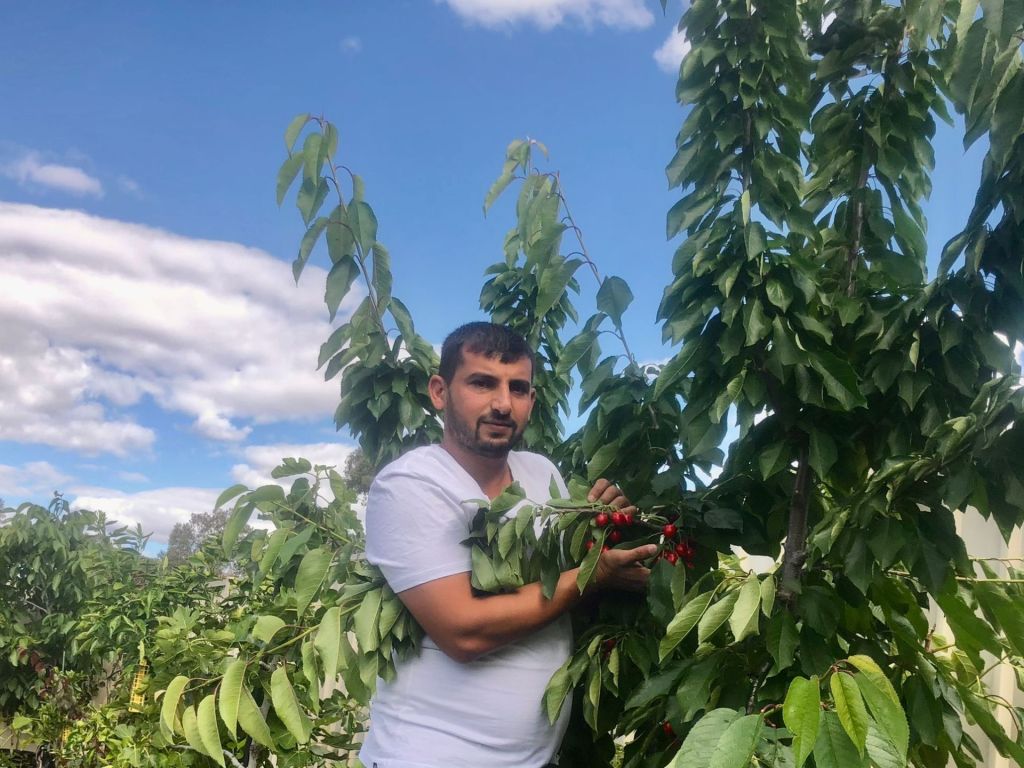 Hussam Saraf tending a tree in his garden, as pictured in Al Jazeera’s report.