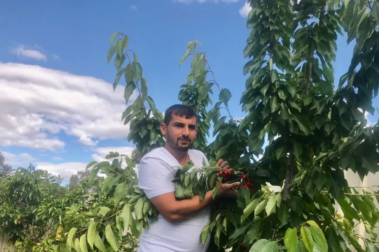 Hussam Saraf holding a fruiting branch in his garden.