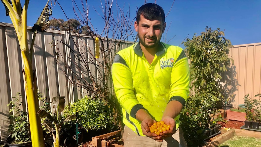 Hussam Saraf holding fruit in his garden.