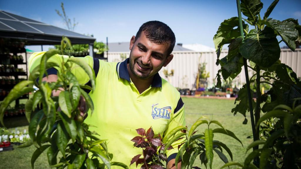 Hussam Saraf inspecting fruit growing on his grafted tree.