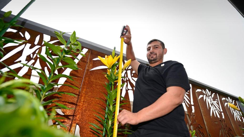 Hussam Saraf measuring the height of lilies growing in his garden.