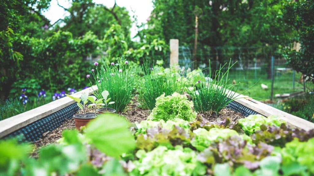 Herbs growing in raised beds in the illustrative photograph used by SBS.